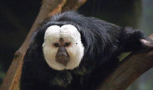 猴 和尚网红,跨界融合的互联网新宠