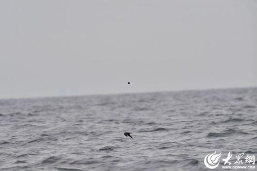 海燕资料,翱翔于海洋的勇敢使者